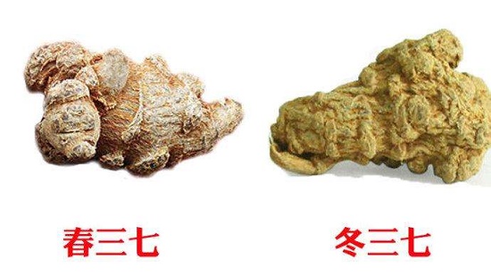 不同时间收获的三七